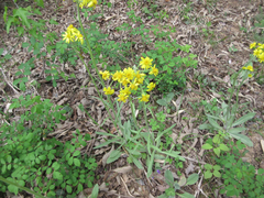 Tephroseris kirilowii