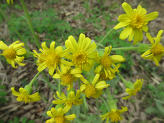 Tephroseris kirilowii