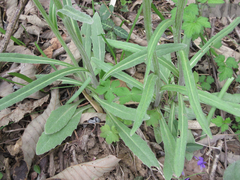 Tephroseris kirilowii