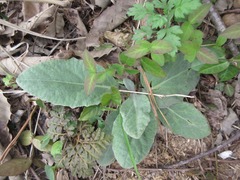 Tephroseris kirilowii