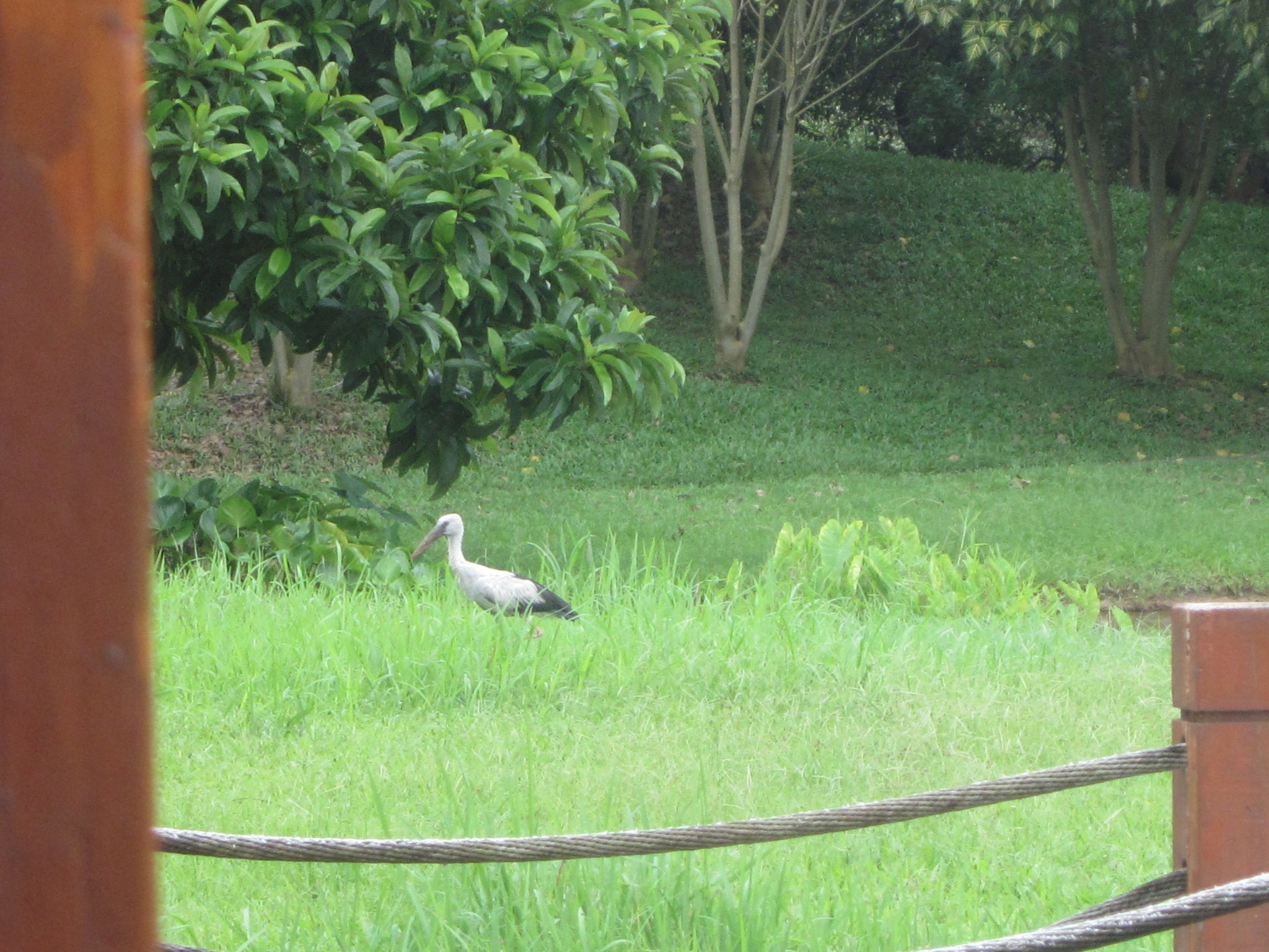 Asian Openbill