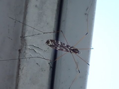 Ischnotoma eburnea