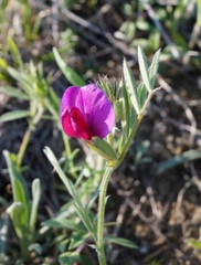 Vicia sativa amphicarpa