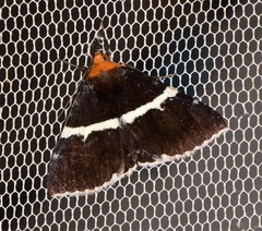 Buzara frontinus