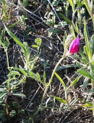 Vicia sativa amphicarpa