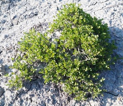 Atraphaxis replicata