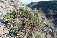 Atraphaxis replicata