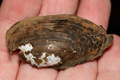 Sagittunio subrostratus