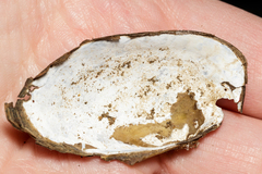 Sagittunio subrostratus