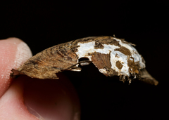 Sagittunio subrostratus