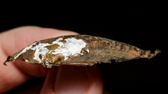 Sagittunio subrostratus