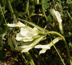 Astragalus reduncus