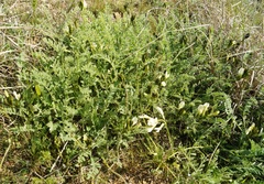 Astragalus reduncus