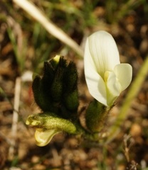 Astragalus reduncus
