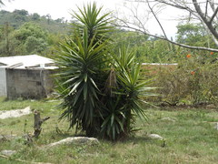 Yucca gigantea