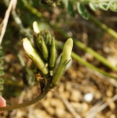 Astragalus reduncus