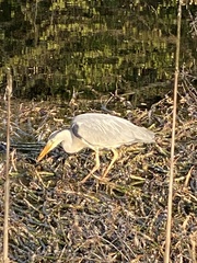 Ardea cinerea