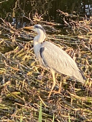 Ardea cinerea