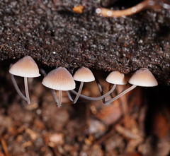 Mycena austrofilopes