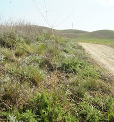 Palimbia rediviva