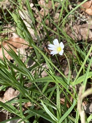 Rabelera holostea