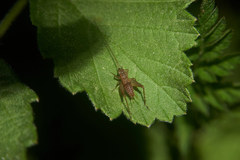 Trigonidium japonicum