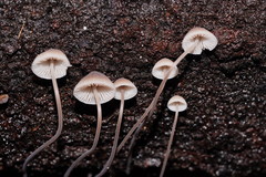 Mycena austrofilopes