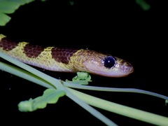 Lycodon subannulatus