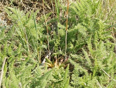 Palimbia rediviva