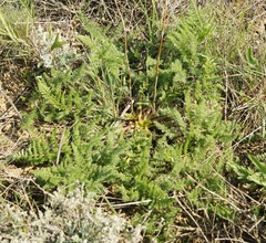 Palimbia rediviva