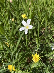 Rabelera holostea