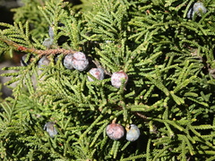 Juniperus monticola