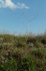 Palimbia rediviva