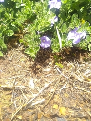 Barleria obtusa