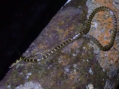 Lycodon subannulatus