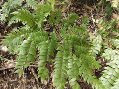 Adiantum trapeziforme