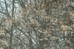Prunus