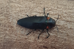 Belionota prasina