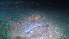 Helicolenus percoides