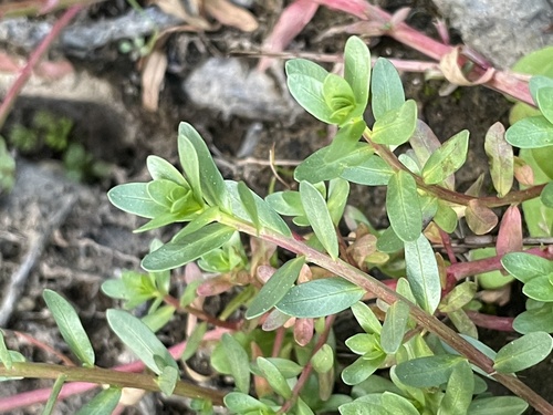 Ysopblättriger Weiderich