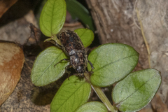 Mitophyllus