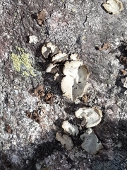 Umbilicaria hirsuta
