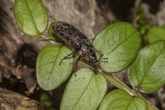 Mitophyllus