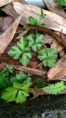 Sanicula lamelligera