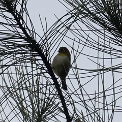 Zosterops lateralis chloronotus