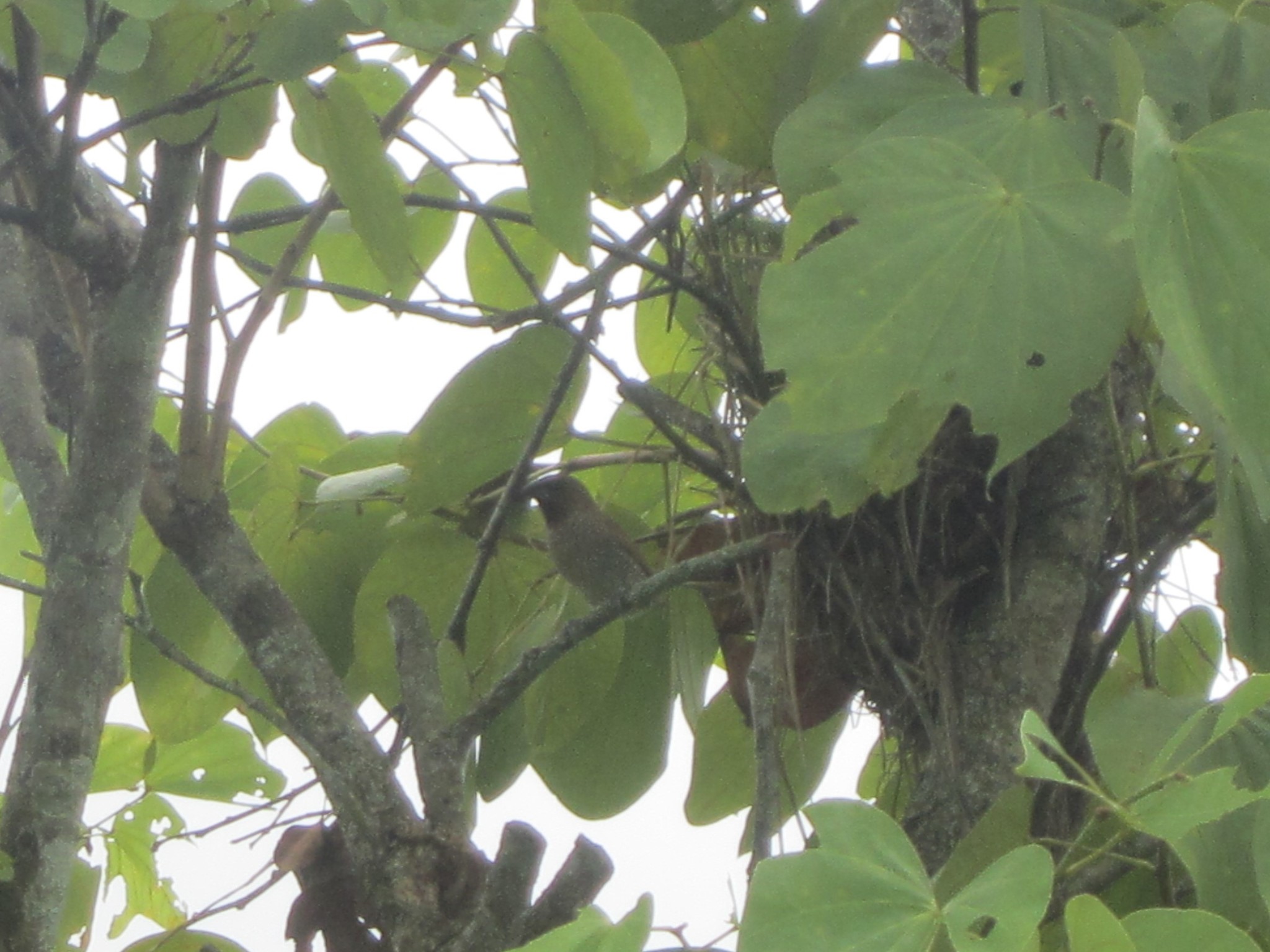 Scaly-breasted Munia