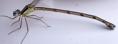 Lestes unguiculatus
