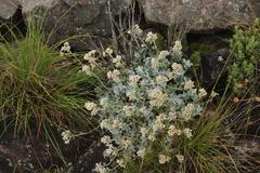 Helichrysum sutherlandii