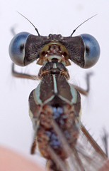 Lestes unguiculatus