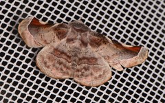 Oenochroma turneri